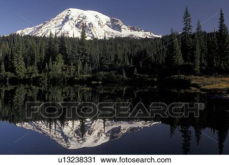 Mount Rainier, Mt. Rainier National Park, Cascades, Cascade Range, Washington, Scenic view of the snow covered Mt. Rainier reflecting in the calm waters of Reflection Lake in the Cascade Mountain Range in Mount Rainier Nat'l Park in the state of Washingt View Large Photo Image Stock Image - Mount Rainier, Mt. Rainier National Park, Cascades, Cascade Range, Washington, Scenic view of the snow covered Mt. Rainier reflecting in the calm waters of Reflection Lake in the Cascade Mountain Range in Mount Rainier Nat'l Park in the state of Washingt. Fotosearch