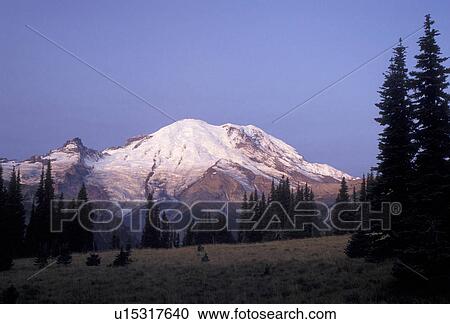Stock Image -  Mount Rainier, Mt. Rainier National Park, Cascades, Cascade Range, Washington, mountain, Spectacular view of the snow covered Mt. Rainier from Sunrise at sunrise in the Cascade Mountain Range in Mount Rainier Nat'l Park in the state of Washington.. Fotosearch