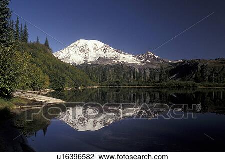 Mount Rainier, Mt. Rainier National Park, Cascades, Cascade Range, Washington, The snow covered Mt. Rainier reflects in the calm mountain lake in the Cascade Mountain Range in Mount Rainier Nat'l Park in the state of Washington. View Large Photo Image Stock Image - Mount Rainier, Mt. Rainier National Park, Cascades, Cascade Range, Washington, The snow covered Mt. Rainier reflects in the calm mountain lake in the Cascade Mountain Range in Mount Rainier Nat'l Park in the state of Washington.. Fotosearch