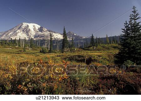 Stock Image -  Mount Rainier, Mt. Rainier National Park, Cascades, Cascade Range, Washington, Spectacular view of the snow covered Mt. Rainier in the Cascade Mountain Range in Mount Rainier Nat'l Park in the state of Washington.. Fotosearch