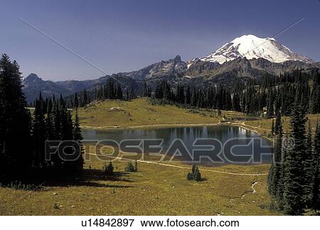 Mount Rainier, Mt. Rainier National Park, Cascades, Chinook Pass, Cascade Range, Washington, View of the snow covered Mt. Rainier and Tipsoo Lake at Chinook Pass in the Cascade Mountain Range in Mount Rainier Nat'l Park in the state of Washington. View Large Photo Image Stock Photo - Mount Rainier, Mt. Rainier National Park, Cascades, Chinook Pass, Cascade Range, Washington, View of the snow covered Mt. Rainier and Tipsoo Lake at Chinook Pass in the Cascade Mountain Range in Mount Rainier Nat'l Park in the state of Washington.. Fotosearch