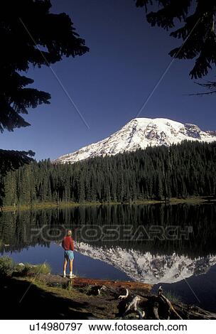 Mount Rainier, Mt. Rainier National Park, Cascades, Cascade Range, Washington, A man stands on the shore looking at the scenic view of the snow covered Mt. Rainier reflecting in the calm waters of Reflection Lake in the Cascade Mountain Range in Mount Ra View Large Photo Image Stock Photo - Mount Rainier, Mt. Rainier National Park, Cascades, Cascade Range, Washington, A man stands on the shore looking at the scenic view of the snow covered Mt. Rainier reflecting in the calm waters of Reflection Lake in the Cascade Mountain Range in Mount Ra. Fotosearch