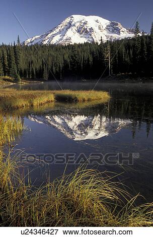 Mount Rainier, Mt. Rainier National Park, Cascades, Cascade Range, Washington, Scenic view of the snow covered Mt. Rainier reflecting in the calm waters of Reflection Lake in the Cascade Mountain Range in Mount Rainier Nat'l Park in the state of Washingt View Large Photo Image Stock Photo - Mount Rainier, Mt. Rainier National Park, Cascades, Cascade Range, Washington, Scenic view of the snow covered Mt. Rainier reflecting in the calm waters of Reflection Lake in the Cascade Mountain Range in Mount Rainier Nat'l Park in the state of Washingt. Fotosearch