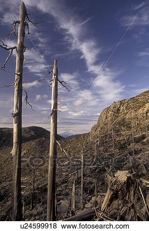 Stock Photo -  Mount Saint Helens, volcano, Mount St. Helens National Volcanic Monument, Cascades, Cascade Range, Washington, View of the barren volcanic landscape after the 1980 eruption at Mount St. Helens National Volcanic Monument in the state of Washington. . Fotosearch