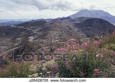 Stock Photography -  Mount Saint Helens, volcano, Mount Saint Helens National Volcanic Monument, Cascades, Cascade Range, Washington, Fireweed grows among the devastation in the volcanic area from the 1980 eruption at Mount St. Helens National Volcanic Monument in the state . Fotosearch