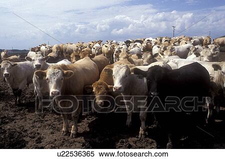 Stock Photography -  Nebraska, A large group of beef cattle at a farm in Milford.. Fotosearch