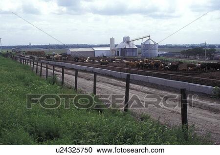 Nebraska, Beef cattle at a farm in Milford. View Large Photo Image Stock Image - Nebraska, Beef cattle at a farm in Milford.. Fotosearch