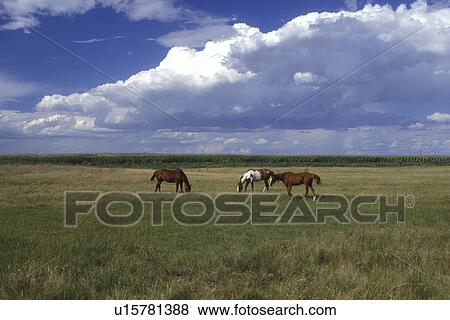 Nebraska, Three horses grazing on the prairie as clouds billow overhead in Bridgeport. View Large Photo Image Stock Photo - Nebraska, Three horses grazing on the prairie as clouds billow overhead in Bridgeport.. Fotosearch