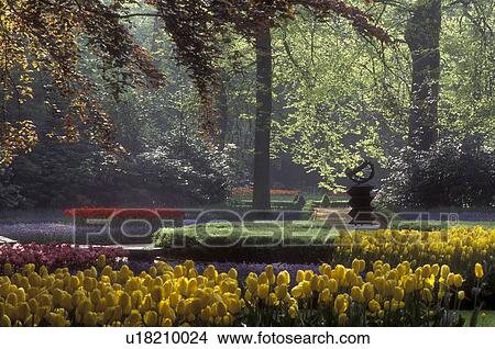 Netherlands, Keukenhof Gardens, Beautiful tulips adorn the grounds of Keukenhof Gardens in Lisse View Large Photo Image Picture - Netherlands, Keukenhof Gardens, Beautiful tulips adorn the grounds of Keukenhof Gardens in Lisse . Fotosearch