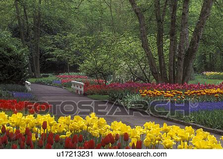 Netherlands, Keukenhof Gardens, Beautiful tulips adorn the grounds of Keukenhof Gardens in Lisse View Large Photo Image Stock Image - Netherlands, Keukenhof Gardens, Beautiful tulips adorn the grounds of Keukenhof Gardens in Lisse . Fotosearch