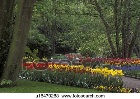 Netherlands, Keukenhof Gardens, Beautiful tulips adorn the grounds of Keukenhof Gardens in Lisse View Large Photo Image Stock Photo - Netherlands, Keukenhof Gardens, Beautiful tulips adorn the grounds of Keukenhof Gardens in Lisse . Fotosearch