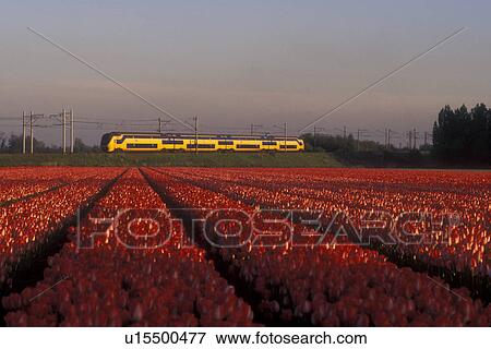 Netherlands, train, tulip, A yellow passenger train passes by a beautiful field of pink tulips in Lisse. View Large Photo Image Stock Photo - Netherlands, train, tulip, A yellow passenger train passes by a beautiful field of pink tulips in Lisse.. Fotosearch