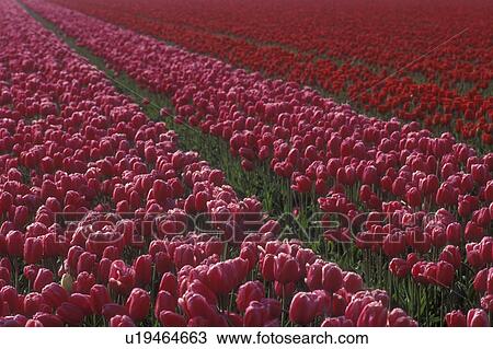 Netherlands, tulip, A beautiful field of pink and red tulips in rows in Lisse  View Large Photo Image Stock Image -  Netherlands, tulip, A beautiful field of pink and red tulips in rows in Lisse . Fotosearch