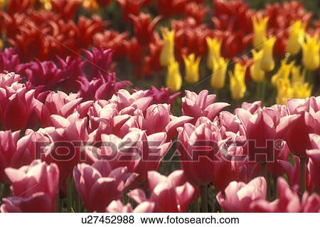 Netherlands, tulip, An assortment of colorful tulips in a field in Lisse View Large Photo Image Stock Photo - Netherlands, tulip, An assortment of colorful tulips in a field in Lisse . Fotosearch