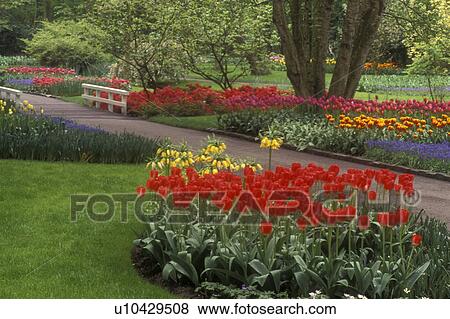 Netherlands, tulip, Keukenhof Gardens, Beautiful tulips adorn the grounds of Keukenhof Gardens in Lisse. View Large Photo Image Stock Photo - Netherlands, tulip, Keukenhof Gardens, Beautiful tulips adorn the grounds of Keukenhof Gardens in Lisse.. Fotosearch