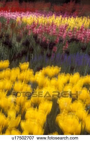 Stock Photo -  Netherlands, tulip, Keukenhof Gardens, Blur of beautiful tulips on the grounds of Keukenhof Gardens in Lisse.. Fotosearch