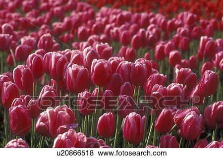 Stock Photo -  Netherlands, tulip, Pink and red tulips in a field in Lisse . Fotosearch