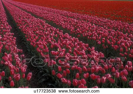 Stock Photo -  Netherlands, tulip, Rows of beautiful pink and red tulips in a field in Lisse . Fotosearch