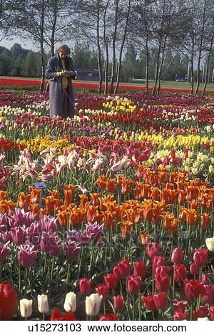 Stock Image -  Netherlands, tulips, A woman is standing in a beautiful field of tulips for bulb selection in Lisse . Fotosearch
