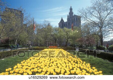 Stock Photo -  New York City, City Hall, New York, Manhattan, N. Y. C Yellow tulips adorn City Hall Park in Lower Manhattan in the spring in New York City, New York. City Hall in the background. . Fotosearch
