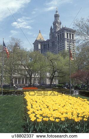 Stock Photo -  New York City, City Hall, New York, Manhattan, N. Y. C Yellow tulips adorn City Hall Park in Lower Manhattan in the spring in New York City, New York. . Fotosearch
