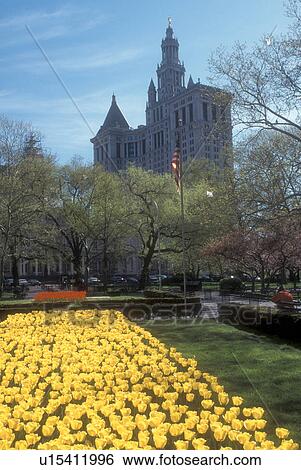 Stock Photograph -  New York City, City Hall, New York, Manhattan, N. Y. C Yellow tulips adorn City Hall Park in Lower Manhattan in the spring in New York City, New York. City Hall in the background.. Fotosearch