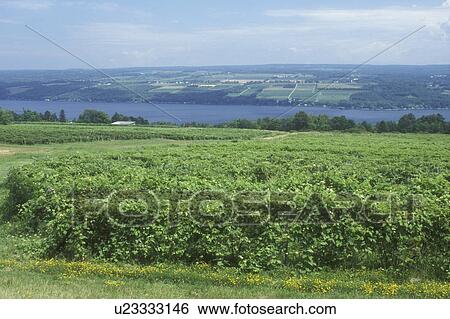 New York, Finger Lakes, Scenic view of Seneca Lake from vineyards View Large Photo Image Stock Photograph - New York, Finger Lakes, Scenic view of Seneca Lake from vineyards . Fotosearch
