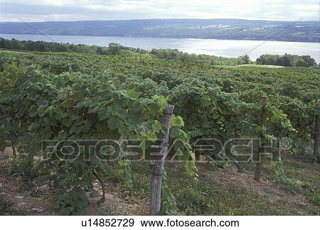 New York, Finger Lakes, Vineyards on Seneca Lake View Large Photo Image Stock Photo - New York, Finger Lakes, Vineyards on Seneca Lake . Fotosearch