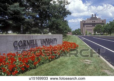 New York, university, Ithaca, Finger Lakes, Red flowers decorate the entrance sign to Cornell University in Ithaca. View Large Photo Image Stock Image - New York, university, Ithaca, Finger Lakes, Red flowers decorate the entrance sign to Cornell University in Ithaca.. Fotosearch