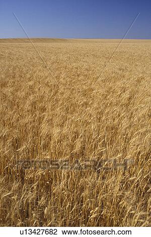 North Dakota, A golden wheat field on the prairie. View Large Photo Image Stock Image - North Dakota, A golden wheat field on the prairie.. Fotosearch