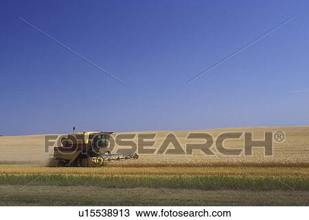 North Dakota, harvest, Farm machinery harvesting a field of wheat View Large Photo Image Stock Image - North Dakota, harvest, Farm machinery harvesting a field of wheat . Fotosearch