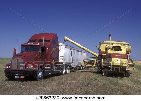 Stock Image -  North Dakota, harvest, Farm machinery harvesting wheat, loading grain into truck.. Fotosearch