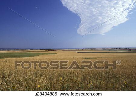 North Dakota, Wheat field on Berthold Indian Reservation in New Town. View Large Photo Image Stock Photography - North Dakota, Wheat field on Berthold Indian Reservation in New Town.. Fotosearch