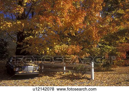 North Pembroke, Massachusetts, A black car parked next to a white fence is covered with colorful leaves in the fall  View Large Photo Image Stock Photo -  North Pembroke, Massachusetts, A black car parked next to a white fence is covered with colorful leaves in the fall . Fotosearch