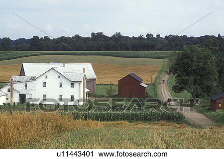 Ohio, amish, farm, Holmes County, Horse and buggys rumble down the dirt country road near an Amish farm in Holmes County. View Large Photo Image Stock Image - Ohio, amish, farm, Holmes County, Horse and buggys rumble down the dirt country road near an Amish farm in Holmes County. . Fotosearch