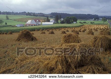 Ohio, amish, Holmes County, A field of hay harvested on an Amish farm in Holmes County. The hay is stacked by hand. View Large Photo Image Picture - Ohio, amish, Holmes County, A field of hay harvested on an Amish farm in Holmes County. The hay is stacked by hand.. Fotosearch