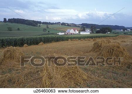 Ohio, amish, Holmes County, A field of hay harvested on an Amish farm in Holmes County. Hay is stacked by hand. View Large Photo Image Stock Image - Ohio, amish, Holmes County, A field of hay harvested on an Amish farm in Holmes County. Hay is stacked by hand.. Fotosearch
