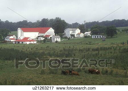 Ohio, Holmes County, amish, farm, Cows grazing in a field in the foreground of an Amish farm in Holmes County. The barn is white with a red roof. View Large Photo Image Stock Photo - Ohio, Holmes County, amish, farm, Cows grazing in a field in the foreground of an Amish farm in Holmes County. The barn is white with a red roof.. Fotosearch