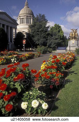 Olympia, State Capitol, State House, Washington, Colorful flowers adorn the grounds of the State Capitol Building on the Capitol Campus in the capital city of Olympia in the state of Washington. View Large Photo Image Stock Photo - Olympia, State Capitol, State House, Washington, Colorful flowers adorn the grounds of the State Capitol Building on the Capitol Campus in the capital city of Olympia in the state of Washington. . Fotosearch