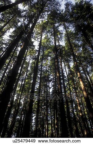 Olympic National Park, forest, tree, Olympic Peninsula, Washington, Looking up at the tall trees in Olympic National Park in the state of Washington. View Large Photo Image Stock Photo - Olympic National Park, forest, tree, Olympic Peninsula, Washington, Looking up at the tall trees in Olympic National Park in the state of Washington. . Fotosearch
