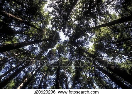 Olympic National Park, tree, forest, Washington, Olympic peninsula, Looking up at the tall trees in Olympic National Park in the state of Washington. View Large Photo Image Stock Photograph - Olympic National Park, tree, forest, Washington, Olympic peninsula, Looking up at the tall trees in Olympic National Park in the state of Washington. . Fotosearch
