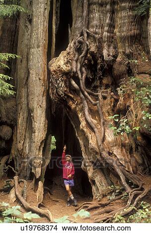 Olympic National Park, tree, Washington, Olympic Peninsula, Young girl (6 years old) stands in a big hollow of a Cedar Tree in Olympic National Park in the state of Washington. View Large Photo Image Picture - Olympic National Park, tree, Washington, Olympic Peninsula, Young girl (6 years old) stands in a big hollow of a Cedar Tree in Olympic National Park in the state of Washington. . Fotosearch