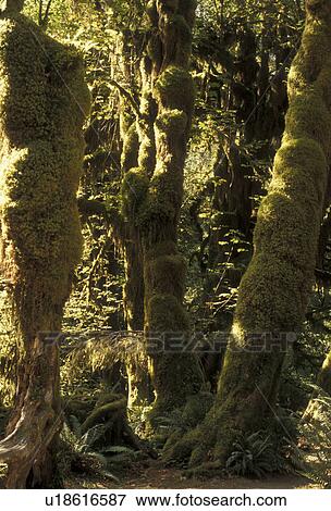 Olympic National Park, tree, rainforest, Hoh Rainforest, Olympic Peninsula, Washington, Hoh Rainforest in Olympic National Park in the state of Washington. View Large Photo Image Stock Photo - Olympic National Park, tree, rainforest, Hoh Rainforest, Olympic Peninsula, Washington, Hoh Rainforest in Olympic National Park in the state of Washington. . Fotosearch
