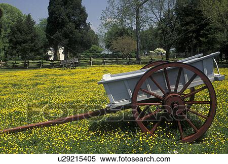 ox cart, George Washington, birthplace, Popes Creek Plantation, George Washington Birthplace National Monument, Virginia, Ox cart displayed in a field of yellow flowers at Popes Creek Plantation in George Washington Birthplace Nat'l Monument in the state View Large Photo Image Stock Photography - ox cart, George Washington, birthplace, Popes Creek Plantation, George Washington Birthplace National Monument, Virginia, Ox cart displayed in a field of yellow flowers at Popes Creek Plantation in George Washington Birthplace Nat'l Monument in the state. Fotosearch