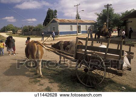 oxen, Chile, A team of oxen pulling a wooden cart with bags of flour through the small Indian Village of Cholchol in the South-Central Region (Land of Lakes and Volcanoes) in Chile., View Large Photo Image Stock Photo - oxen, Chile, A team of oxen pulling a wooden cart with bags of flour through the small Indian Village of Cholchol in the South-Central Region (Land of Lakes and Volcanoes) in Chile., . Fotosearch