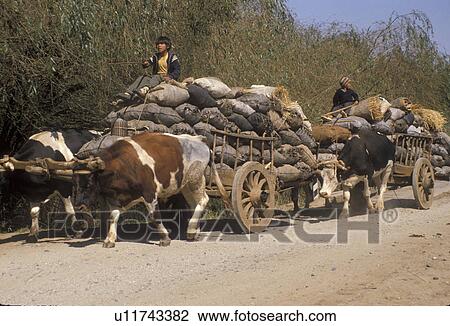 Stock Image -  oxen, Chile, Mapuches Indians drive their teams of oxen pulling wooden carts with bags of handmade charcoal down the dirt road of Cholchol in the South-Central Region (Land of Lakes and Volcanoes) in Chile., . Fotosearch