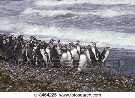 penguins, Patagonia, Chile, A colony of penguins standing along the beach just outside the town of Punta Arenas in Chile. View Large Photo Image Stock Photograph - penguins, Patagonia, Chile, A colony of penguins standing along the beach just outside the town of Punta Arenas in Chile.. Fotosearch