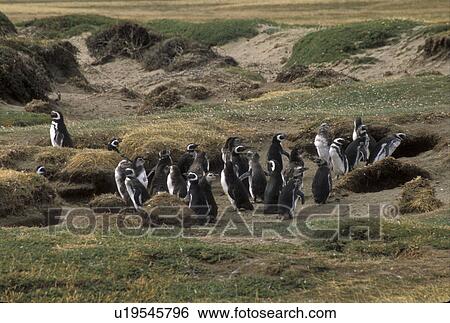Stock Photograph -  penguins, Patagonia, Chile, A colony of penguins can be seen standing around in a small herd in the grassy countryside just outside the town of Punta Arenas in Chile.. Fotosearch