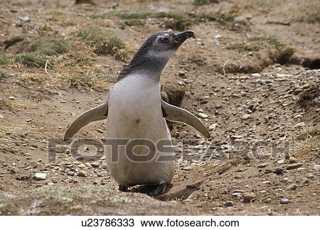 Stock Image -  penguins, Patagonia, Chile, A penguin standing around it's sandy burrow just outside the town of Punta Arenas in Chile.. Fotosearch
