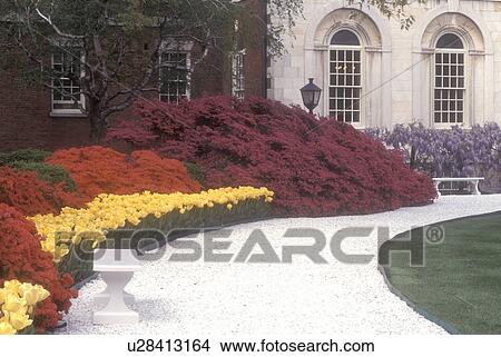 Picture -  Philadelphia, Pennsylvania, Pennsylvania Hospital, Yellow daffodils and red azaleas adorn the entrance to Pennsylvania Hospital in downtown Philadelphia, the first hospital in the United States. . Fotosearch